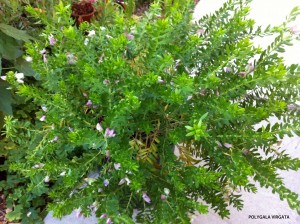 Polygala virgata